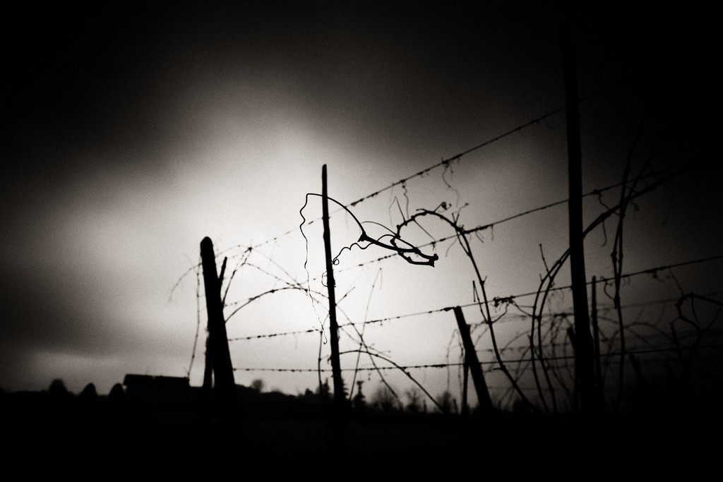 Image: August Brill -- Flickr