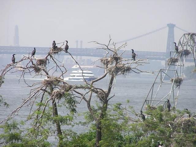 things to do in nyc this august